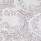 Lysine Demethylase 3A antibody, LS-C747205, Lifespan Biosciences, Immunohistochemistry frozen image 