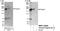 PEAK1 Related, Kinase-Activating Pseudokinase 1 antibody, NBP1-42689, Novus Biologicals, Western Blot image 