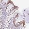 Translocation Associated Membrane Protein 2 antibody, PA5-63503, Invitrogen Antibodies, Immunohistochemistry frozen image 