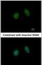 Annexin A5 antibody, PA5-27872, Invitrogen Antibodies, Immunofluorescence image 