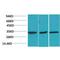 Calcium Voltage-Gated Channel Auxiliary Subunit Gamma 3 antibody, LS-C387800, Lifespan Biosciences, Western Blot image 