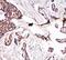 Glutaredoxin 2 antibody, PA1885, Boster Biological Technology, Immunohistochemistry paraffin image 