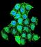 MSS51 Mitochondrial Translational Activator antibody, LS-C160802, Lifespan Biosciences, Immunofluorescence image 