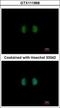 Inositol-Pentakisphosphate 2-Kinase antibody, GTX111968, GeneTex, Immunofluorescence image 