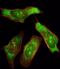 PTPN11 antibody, PA5-15594, Invitrogen Antibodies, Immunofluorescence image 