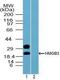 High Mobility Group Box 3 antibody, PA5-23362, Invitrogen Antibodies, Western Blot image 