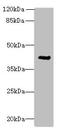 Actin Gamma 2, Smooth Muscle antibody, CSB-PA12799A0Rb, Cusabio, Western Blot image 