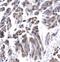 General Transcription Factor IIH Subunit 3 antibody, PA1-24392, Invitrogen Antibodies, Immunohistochemistry frozen image 