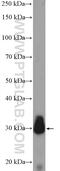 Junctional Sarcoplasmic Reticulum Protein 1 antibody, 10854-1-AP, Proteintech Group, Western Blot image 