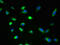 Glycerophosphodiester Phosphodiesterase Domain Containing 2 antibody, A59214-100, Epigentek, Immunofluorescence image 