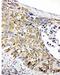 Prohibitin antibody, PA1932, Boster Biological Technology, Immunohistochemistry frozen image 