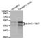 SHC Adaptor Protein 1 antibody, abx000317, Abbexa, Western Blot image 