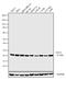 Glyoxalase I antibody, MA1-13029, Invitrogen Antibodies, Western Blot image 