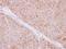 GP25L2 antibody, LS-C185468, Lifespan Biosciences, Immunohistochemistry paraffin image 