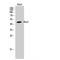 Actin Related Protein 3 antibody, LS-C382125, Lifespan Biosciences, Western Blot image 