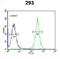 Gasdermin A antibody, abx032333, Abbexa, Western Blot image 