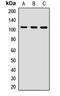 NEDD4 Like E3 Ubiquitin Protein Ligase antibody, orb412679, Biorbyt, Western Blot image 