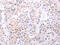 Acyl-CoA Thioesterase 2 antibody, CSB-PA787914, Cusabio, Immunohistochemistry frozen image 