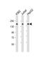 IQ Motif And Sec7 Domain 2 antibody, M09440, Boster Biological Technology, Western Blot image 