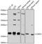 Coatomer Protein Complex Subunit Zeta 1 antibody, LS-C747327, Lifespan Biosciences, Western Blot image 