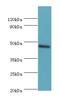 TEA Domain Transcription Factor 4 antibody, A56599-100, Epigentek, Western Blot image 