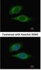 Intersectin 1 antibody, NBP1-30873, Novus Biologicals, Immunofluorescence image 
