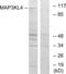 Mitogen-Activated Protein Kinase Kinase Kinase 21 antibody, LS-C119100, Lifespan Biosciences, Western Blot image 