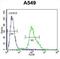 Forkhead Box N1 antibody, abx026581, Abbexa, Western Blot image 