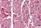 Inositol 1,4,5-Trisphosphate Receptor Type 2 antibody, orb19147, Biorbyt, Immunohistochemistry paraffin image 