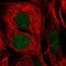 General Transcription Factor IIE Subunit 1 antibody, HPA066881, Atlas Antibodies, Immunofluorescence image 