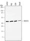 Ras association domain-containing protein 2 antibody, AF5639, R&D Systems, Western Blot image 