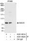 SAS-6 Centriolar Assembly Protein antibody, A301-801A, Bethyl Labs, Immunoprecipitation image 