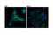 IQ Motif Containing GTPase Activating Protein 1 antibody, 20648T, Cell Signaling Technology, Immunofluorescence image 