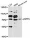 Cleavage Stimulation Factor Subunit 3 antibody, STJ113266, St John