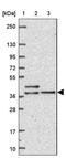 Cytoplasmic dynein 2 light intermediate chain 1 antibody, PA5-64075, Invitrogen Antibodies, Western Blot image 