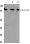 Cadherin 16 antibody, PA5-36239, Invitrogen Antibodies, Western Blot image 
