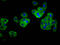 TNF Receptor Superfamily Member 18 antibody, LS-C681581, Lifespan Biosciences, Immunofluorescence image 