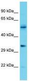 Olfactory Receptor Family 5 Subfamily V Member 1 antibody, TA330774, Origene, Western Blot image 