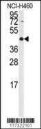 Required For Meiotic Nuclear Division 5 Homolog B antibody, MBS9207137, MyBioSource, Western Blot image 