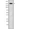 Neuroblastoma-amplified sequence antibody, abx217051, Abbexa, Western Blot image 