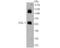 Fibrinogen Gamma Chain antibody, A00790, Boster Biological Technology, Western Blot image 