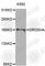 Ribonuclease 3 antibody, A8336, ABclonal Technology, Western Blot image 