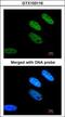 TATA-Box Binding Protein Associated Factor 15 antibody, GTX103116, GeneTex, Immunocytochemistry image 