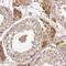 T Cell Leukemia/Lymphoma 1B antibody, PA5-62747, Invitrogen Antibodies, Immunohistochemistry frozen image 