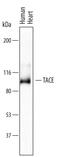 ADAM Metallopeptidase Domain 17 antibody, AF9301, R&D Systems, Western Blot image 