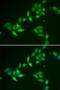 Thioredoxin Like 1 antibody, orb247369, Biorbyt, Immunofluorescence image 