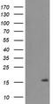 Transmembrane Protein 230 antibody, LS-C173957, Lifespan Biosciences, Western Blot image 
