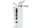 Huntingtin antibody, 5656P, Cell Signaling Technology, Western Blot image 