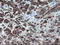 Negative Regulator Of Ubiquitin Like Proteins 1 antibody, LS-C175173, Lifespan Biosciences, Immunohistochemistry frozen image 