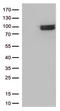 Interferon Lambda Receptor 1 antibody, LS-C793059, Lifespan Biosciences, Western Blot image 